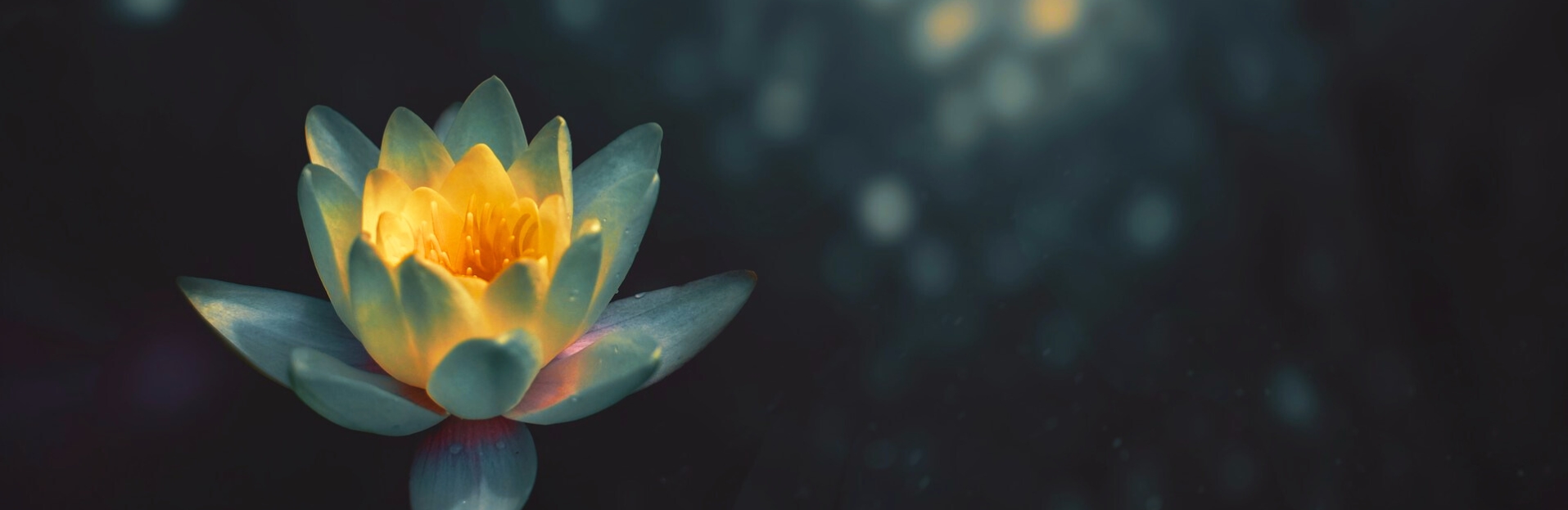 Eine leuchtend gelbe Wasserblume treibt ruhig in entspannter Idylle auf dunklem Wasser